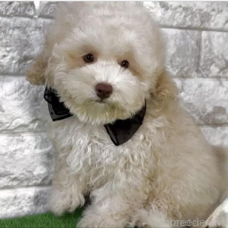 販売中の埼玉県のタイニープードル-430889の1枚目