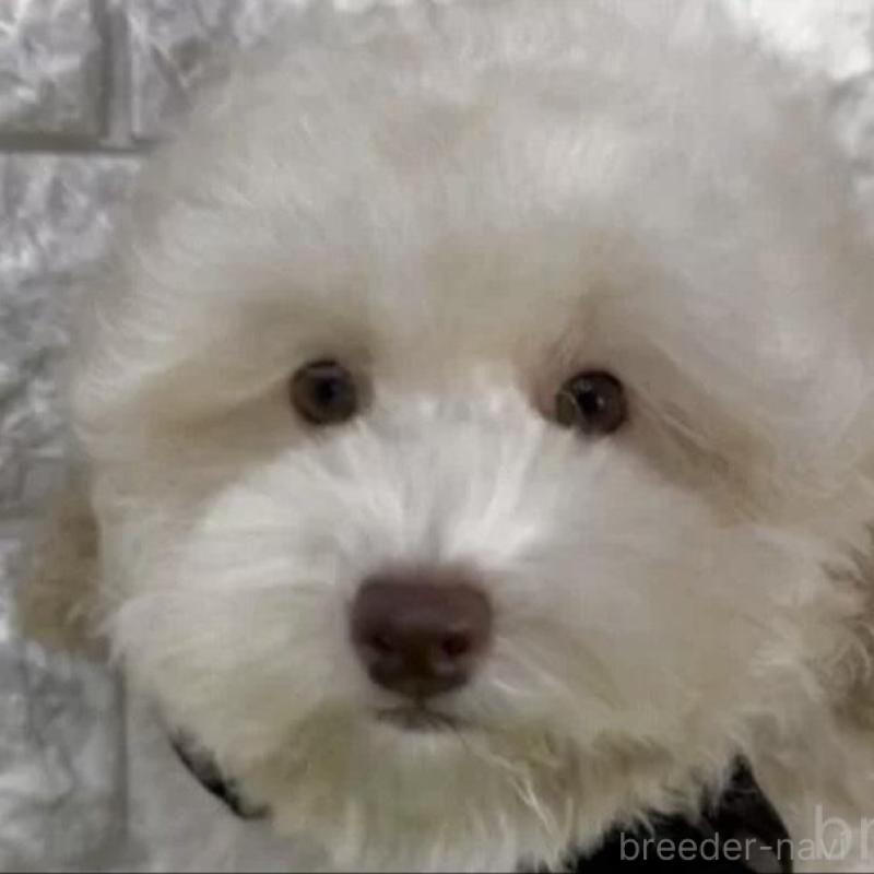 販売中の埼玉県のタイニープードル-430889の3枚目