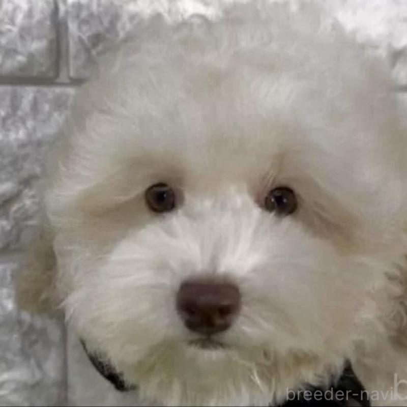 販売中の埼玉県のタイニープードル-430889の2枚目