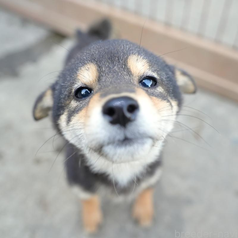 販売中の千葉県の豆柴-430890の1枚目