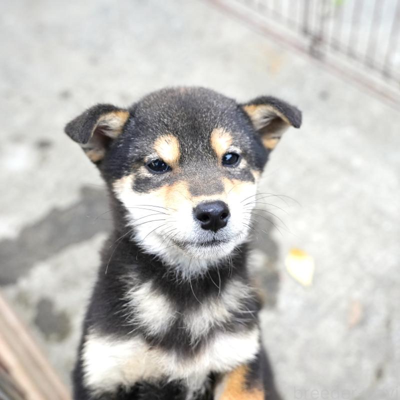 販売中の千葉県の豆柴-430890の6枚目