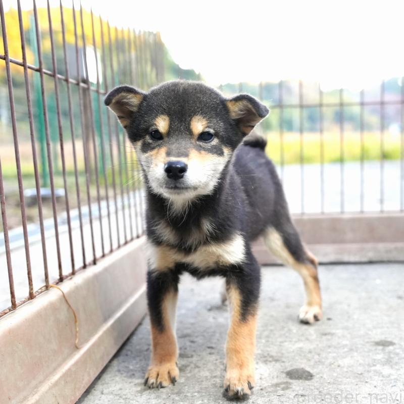 販売中の千葉県の豆柴-430890の5枚目