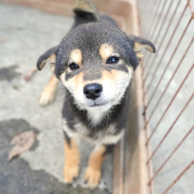 販売中の千葉県の豆柴-430890の4枚目