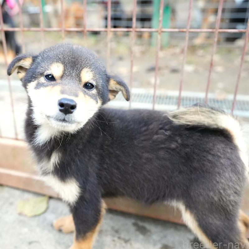 販売中の千葉県の豆柴-430890の3枚目