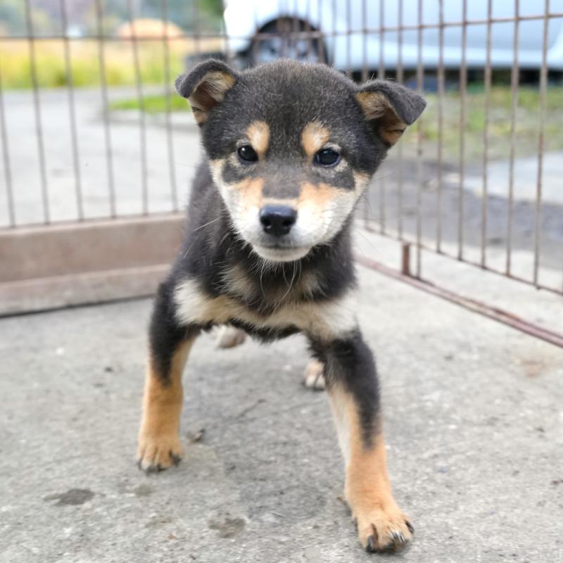 販売中の千葉県の豆柴-430890の2枚目