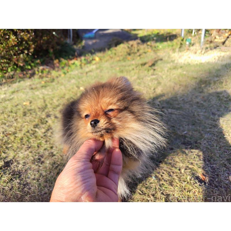 販売中の栃木県のポメラニアン-415881の3枚目