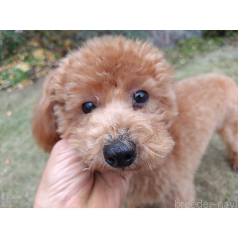 販売中の栃木県のタイニープードル-385424の3枚目