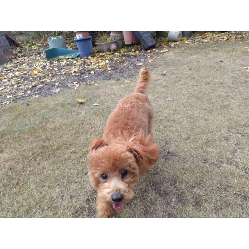 販売中の栃木県のタイニープードル-385424の2枚目