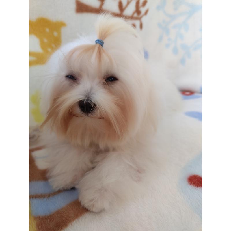 販売中の栃木県のマルチーズ-400540の3枚目