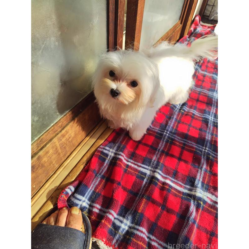 販売中の栃木県のマルチーズ-400537の3枚目