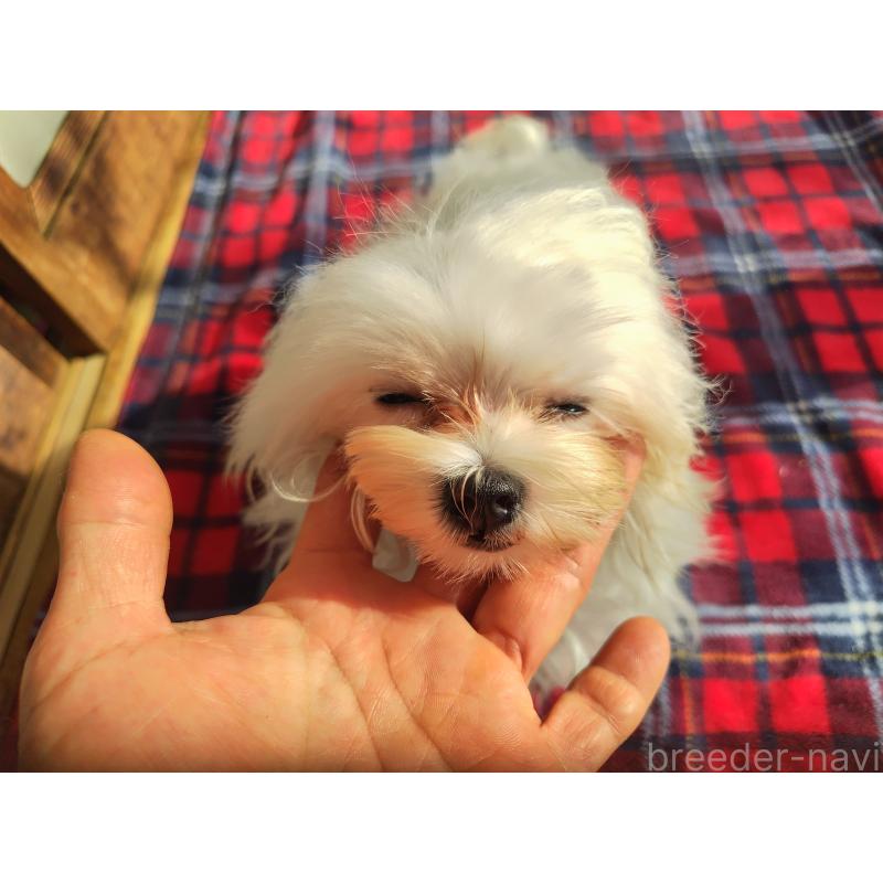 販売中の栃木県のマルチーズ-400537の2枚目