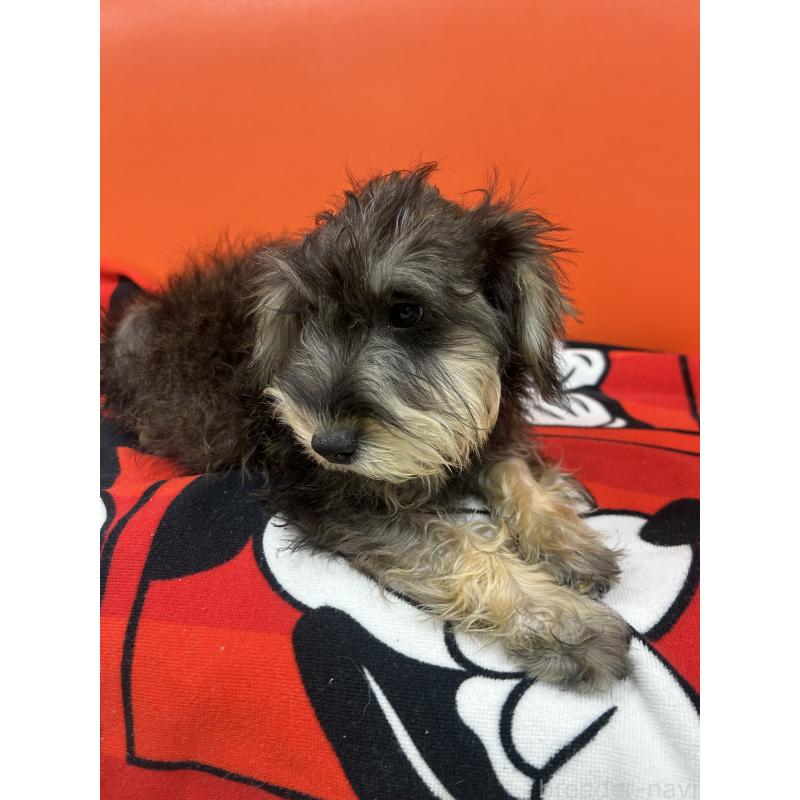 販売中の静岡県のミックス犬-430893の3枚目