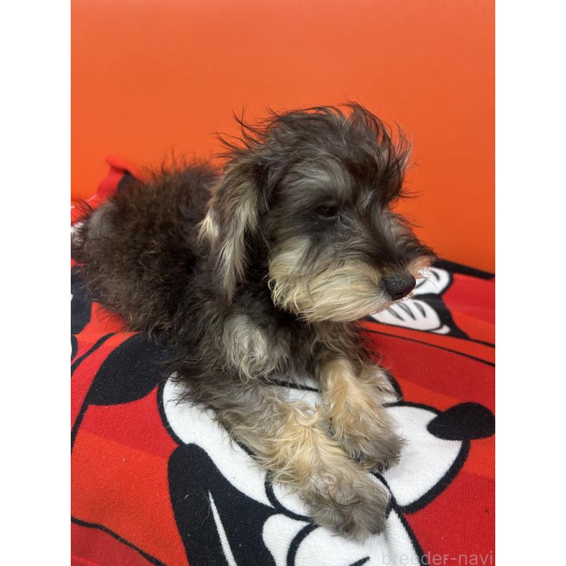 販売中の静岡県のミックス犬-430893の2枚目