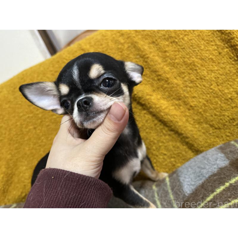 販売中の福岡県のチワワ(スムースコート)-430895の10枚目