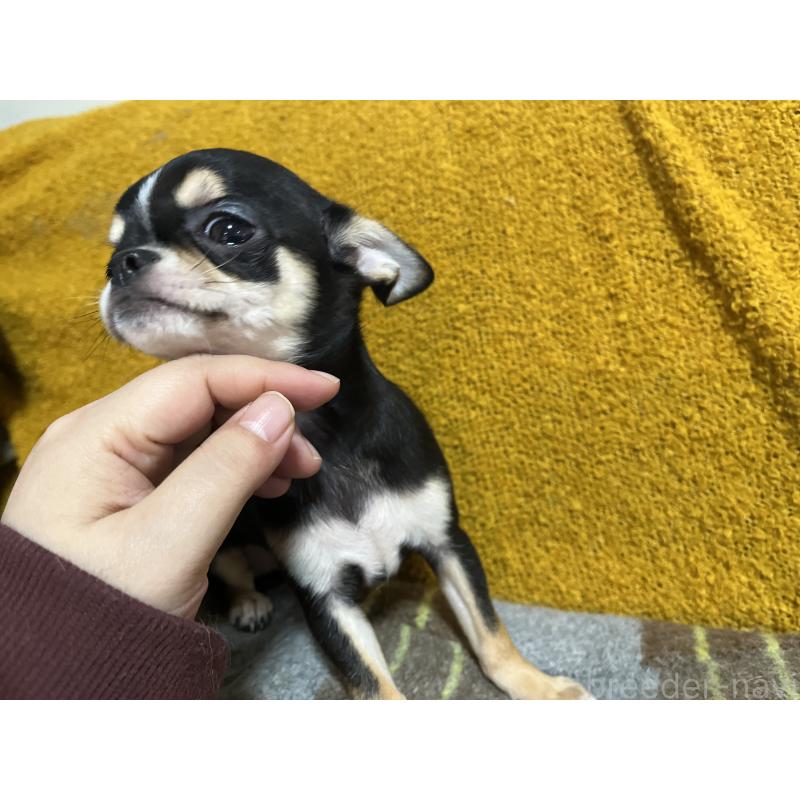 販売中の福岡県のチワワ(スムースコート)-430895の9枚目