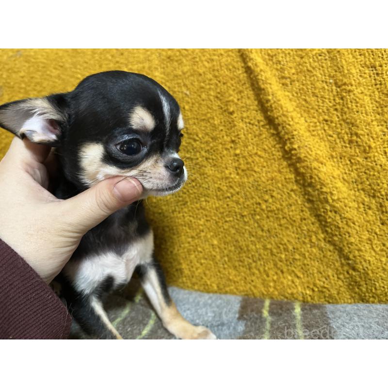 販売中の福岡県のチワワ(スムースコート)-430895の8枚目