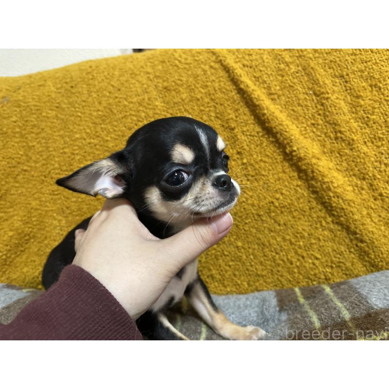 販売中の福岡県のチワワ(スムースコート)-430895の7枚目