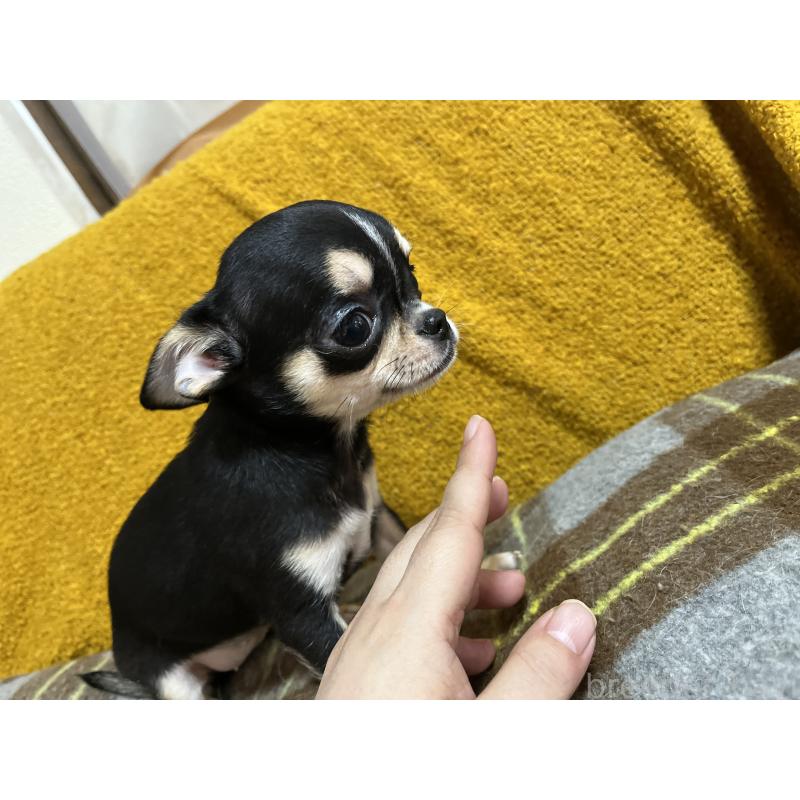 販売中の福岡県のチワワ(スムースコート)-430895の6枚目