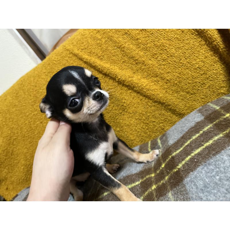 販売中の福岡県のチワワ(スムースコート)-430895の5枚目