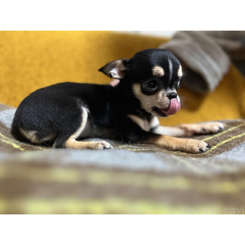 販売中の福岡県のチワワ(スムースコート)-430895の3枚目