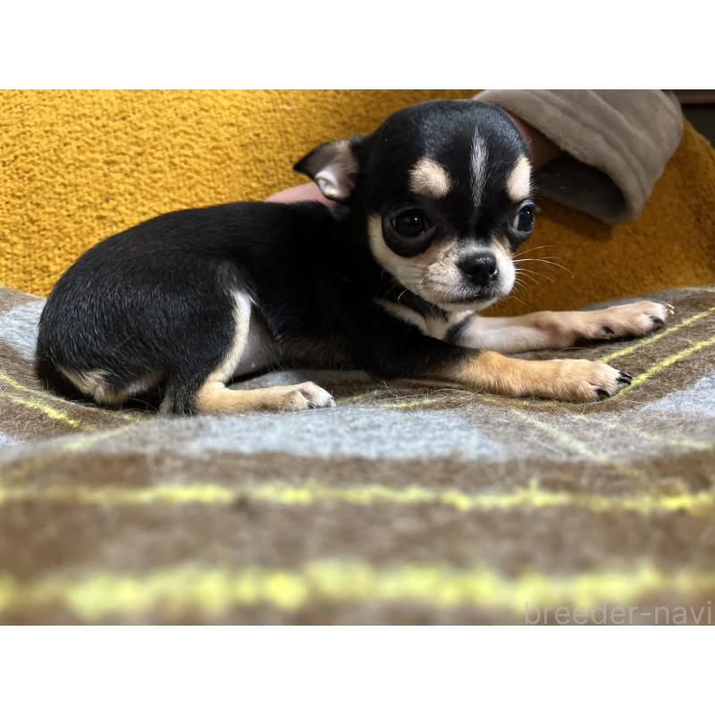 販売中の福岡県のチワワ(スムースコート)-430895の2枚目