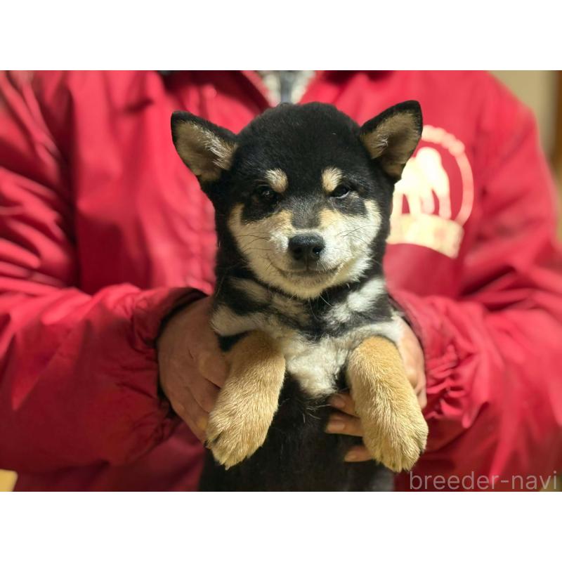 成約済の千葉県の柴犬-414591の1枚目