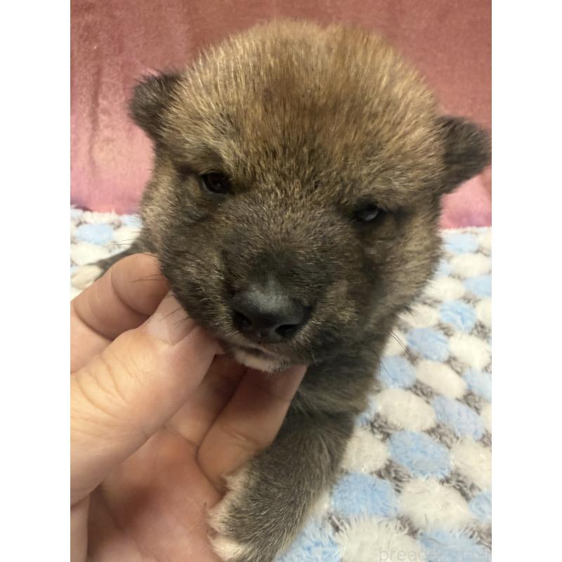 販売中の愛知県の柴犬-430894の1枚目