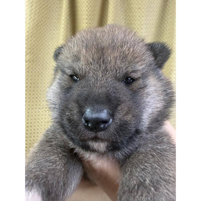 販売中の愛知県の柴犬-430894の5枚目