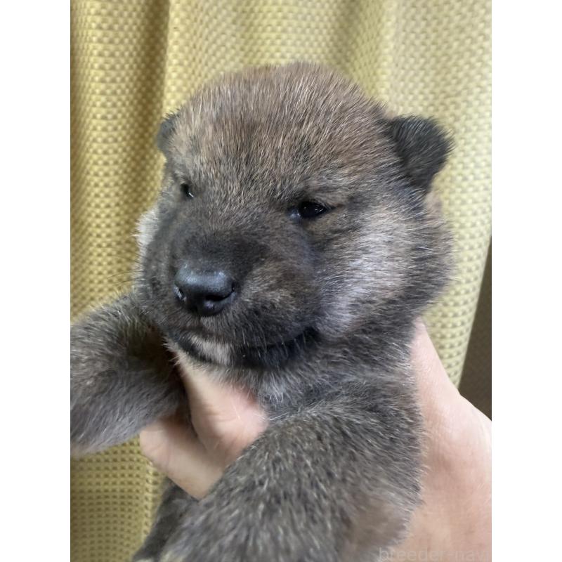 販売中の愛知県の柴犬-430894の4枚目