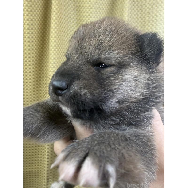 販売中の愛知県の柴犬-430894の3枚目