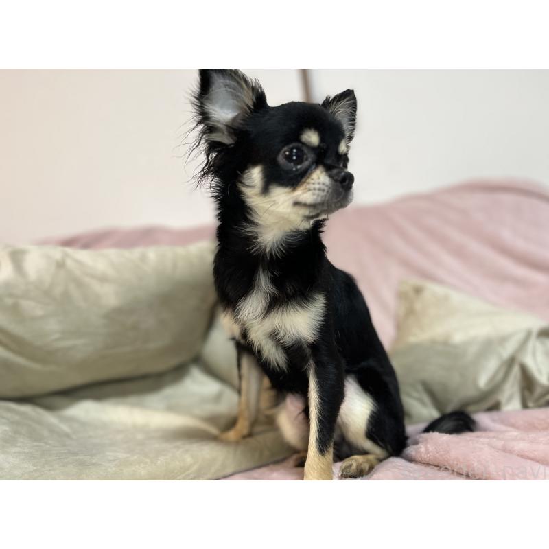 販売中の福岡県のチワワ(ロングコート)-430896の5枚目