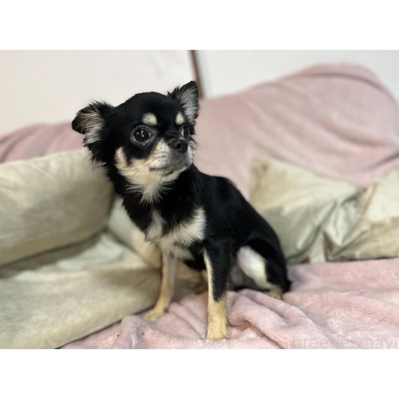 販売中の福岡県のチワワ(ロングコート)-430896の4枚目