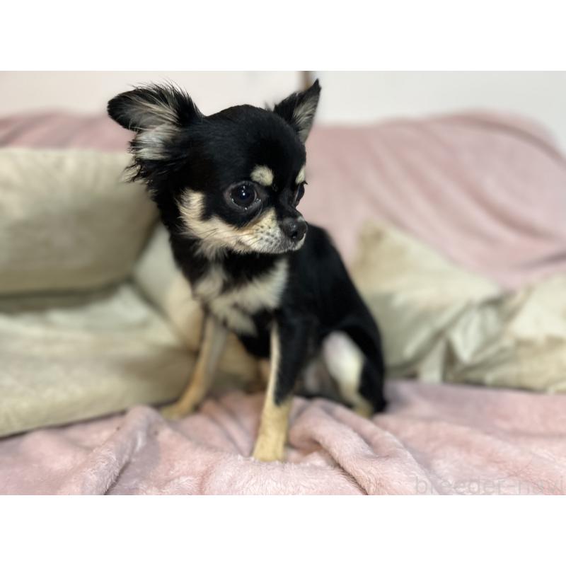 販売中の福岡県のチワワ(ロングコート)-430896の3枚目