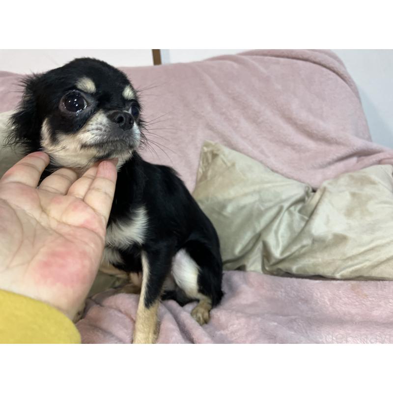 販売中の福岡県のチワワ(ロングコート)-430896の2枚目