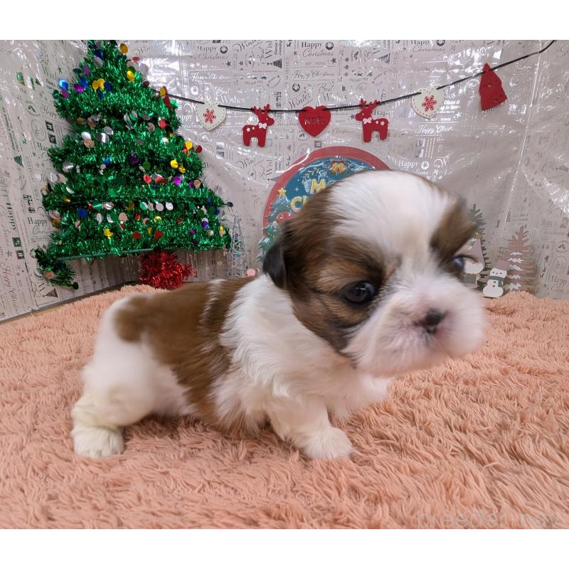 販売中の岐阜県のシーズー-430897の6枚目