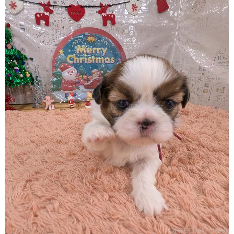 販売中の岐阜県のシーズー-430897の5枚目