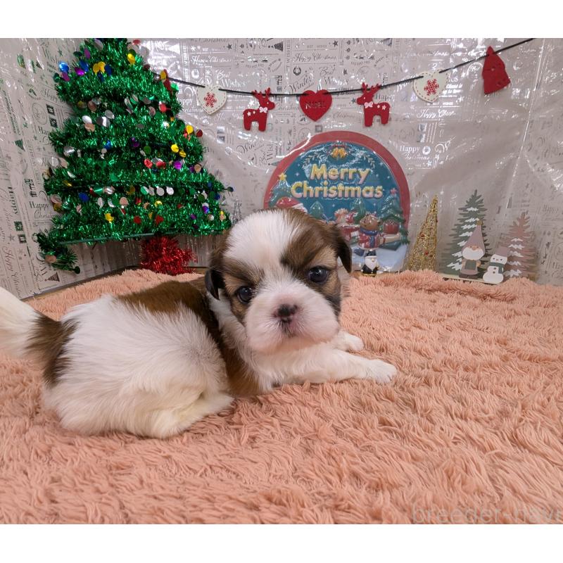 販売中の岐阜県のシーズー-430897の4枚目