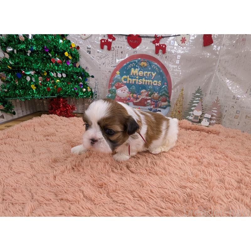 販売中の岐阜県のシーズー-430897の3枚目