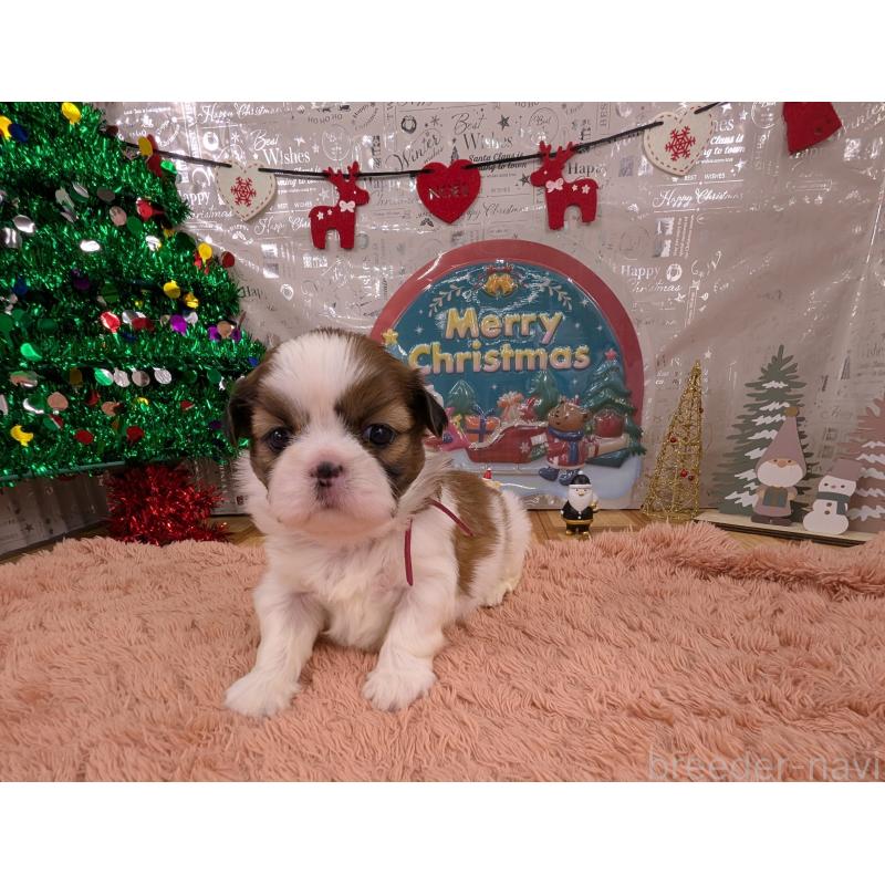 販売中の岐阜県のシーズー-430897の2枚目