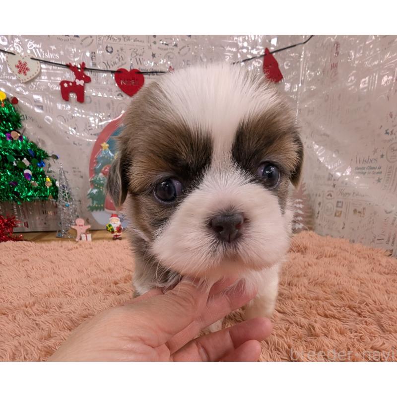 販売中の岐阜県のシーズー-430898の6枚目