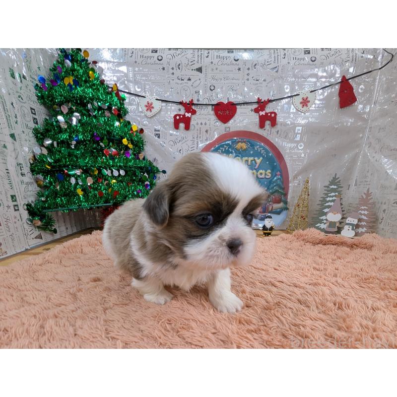 販売中の岐阜県のシーズー-430898の5枚目