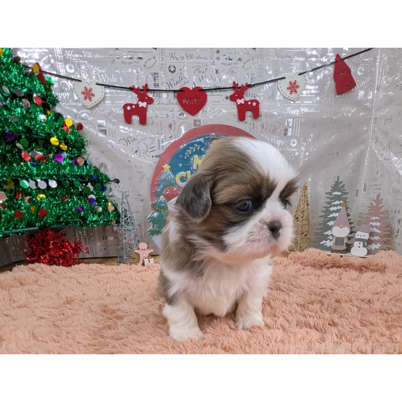 販売中の岐阜県のシーズー-430898の4枚目