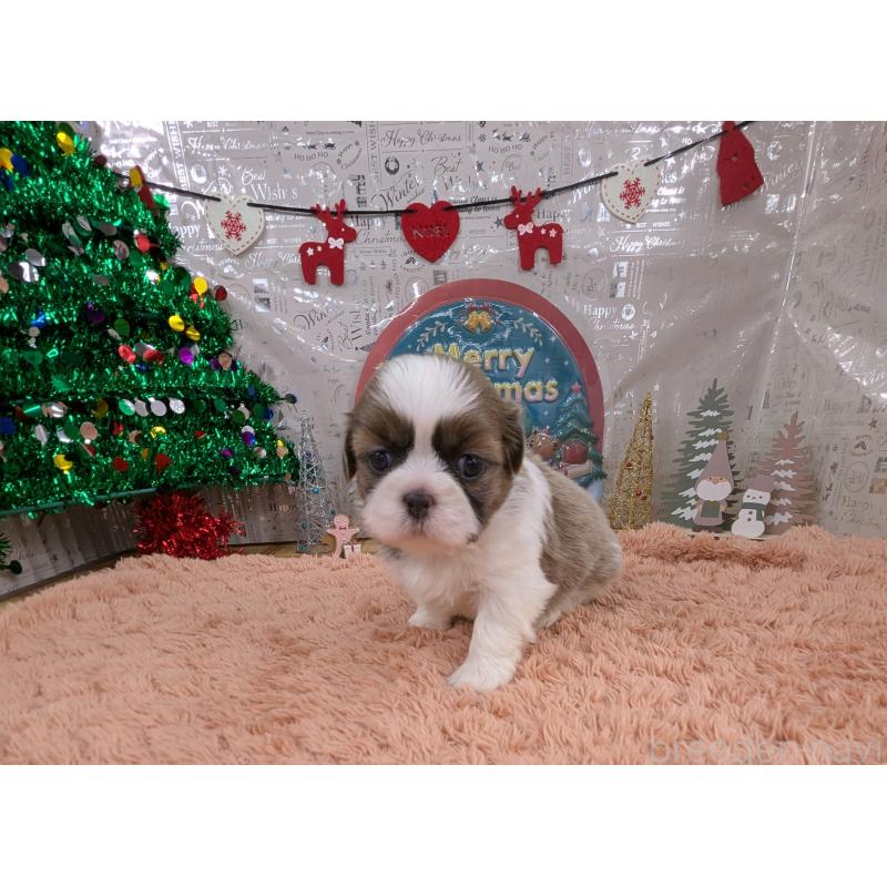 販売中の岐阜県のシーズー-430898の3枚目