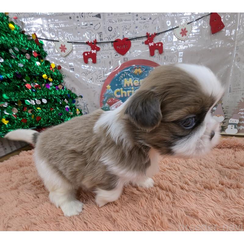 販売中の岐阜県のシーズー-430898の2枚目