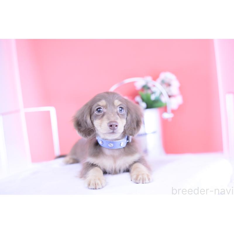 販売中の愛知県のカニンヘンダックスフンド(ロングヘアード)-418943の10枚目