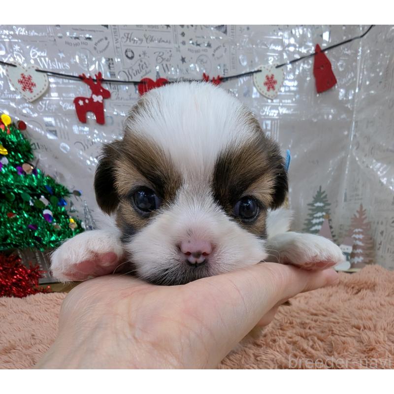 販売中の岐阜県のシーズー-430899の7枚目