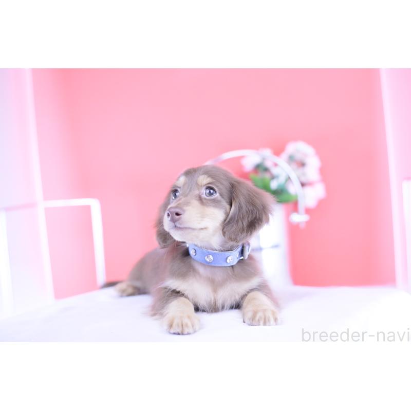 販売中の愛知県のカニンヘンダックスフンド(ロングヘアード)-418943の9枚目