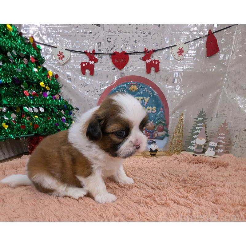 販売中の岐阜県のシーズー-430899の6枚目