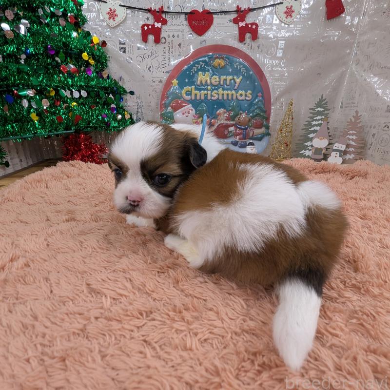 販売中の岐阜県のシーズー-430899の5枚目