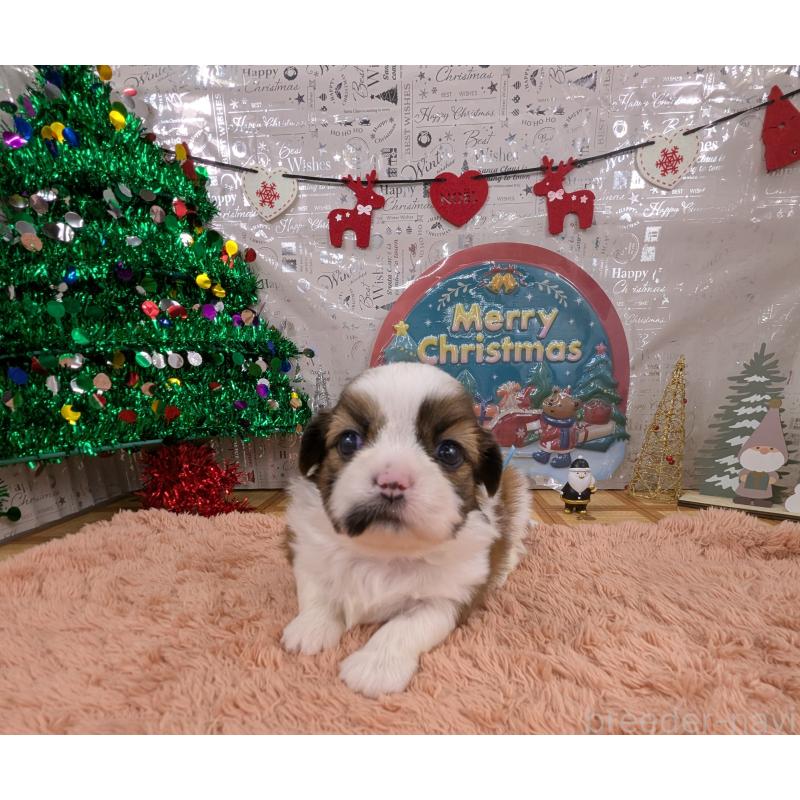 販売中の岐阜県のシーズー-430899の4枚目